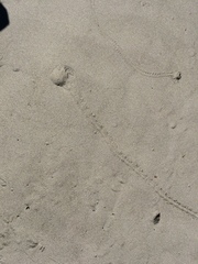 Pericoptus truncatus