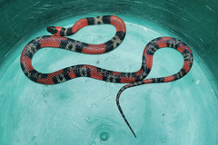 Oxyrhopus guibei