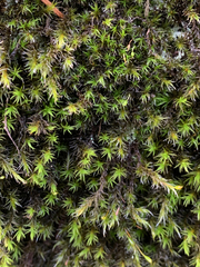 Racomitrium lawtonae