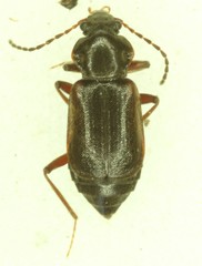 Phlaeopterus castaneus
