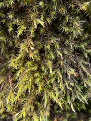 Racomitrium lawtonae