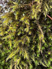 Racomitrium lawtonae