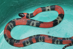 Oxyrhopus guibei