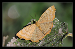 Pseudergolis wedah