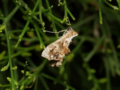 Arrade leucocosmalis