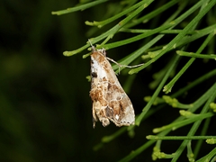 Arrade leucocosmalis