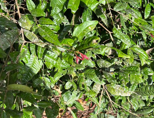 Syzygium cryptophlebium, 2025-10-13