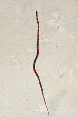 Oxyrhopus guibei