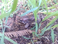 Leptodactylus mystacinus