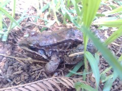 Leptodactylus mystacinus