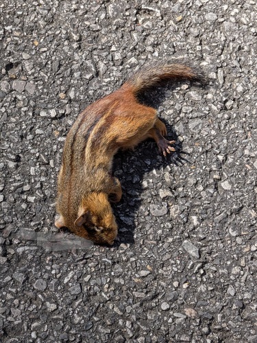Eastern Chipmunk photographed in Alabama