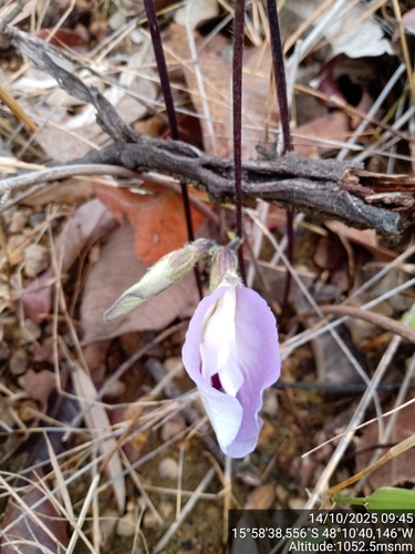 Mauve bell (Clitoria guianensis)