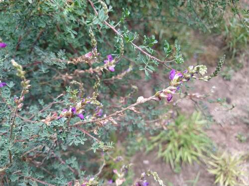 Dalea bicolor, photograph 5