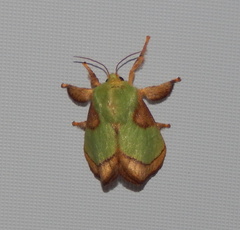 Parasa chloris