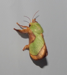 Parasa chloris