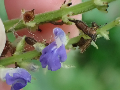 Salvia xalapensis, photograph 3