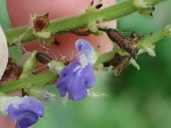 Salvia xalapensis, photograph author not stated, no rights reserved