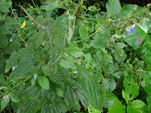 Salvia xalapensis, photograph 2