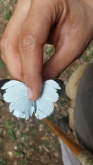 Itaballia demophile centralis