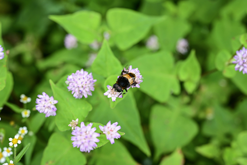 Phytomia zonata