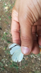 Itaballia demophile centralis