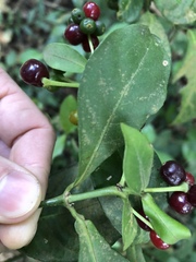 Psychotria subsessilis