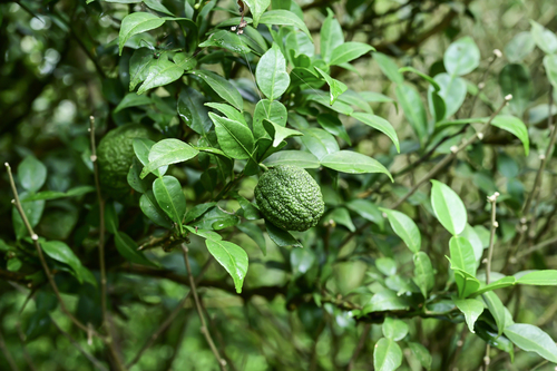 Ichang papeda