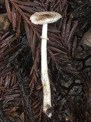 Lepiota flammeotincta