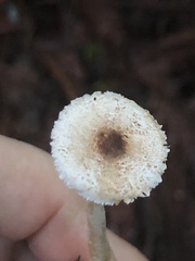 Lepiota flammeotincta