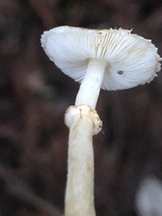 Lepiota flammeotincta