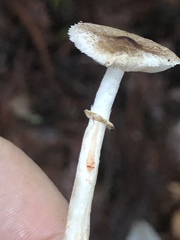 Lepiota flammeotincta