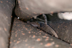 Phyllodactylus nocticolus
