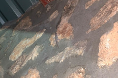 Phyllodactylus nocticolus