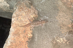 Phyllodactylus nocticolus