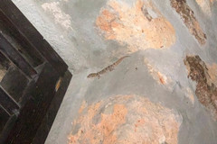 Phyllodactylus nocticolus