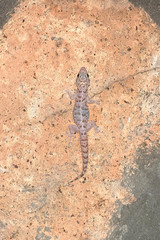 Phyllodactylus nocticolus