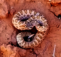 Crotalus oreganus concolor