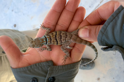 Shortnose Rock Lizard