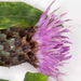 Tyrol Knapweed - Photo (c) Drepanostoma, some rights reserved (CC BY-NC), uploaded by Drepanostoma