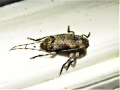 Sternidius mimeticus