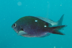 Chromis dispila