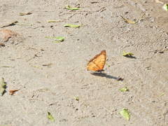 Charaxes jahlusa