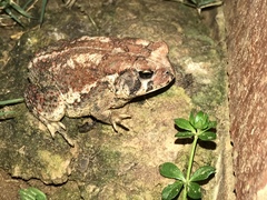 Anaxyrus fowleri