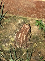 Anaxyrus fowleri