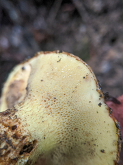 Suillus ponderosus