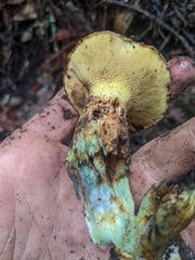 Suillus ponderosus