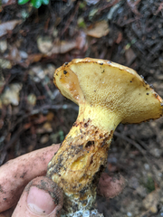 Suillus ponderosus