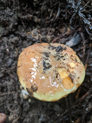 Suillus ponderosus