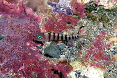 Notoclinops segmentatus