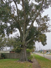 Quercus nigra